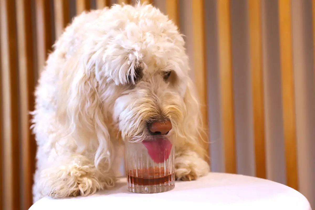 Cão perdido motivou queixa