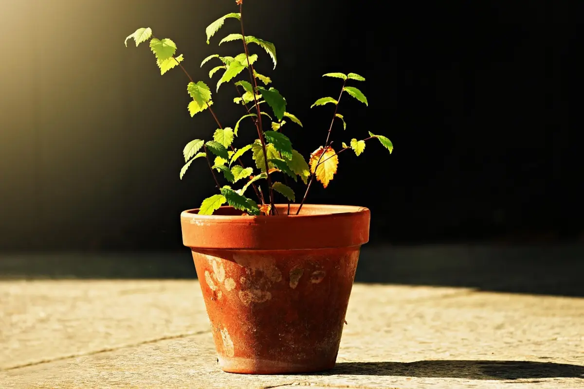 Imagem de contexto do artigo Como saber se estamos a regar a mais ou a menos