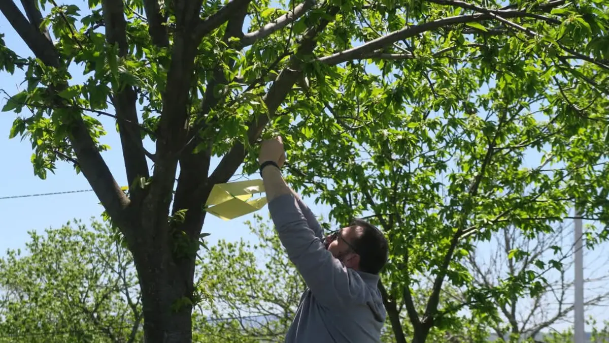 Armadilhas com feromonas são instaladas nas árvores para atrair insetos