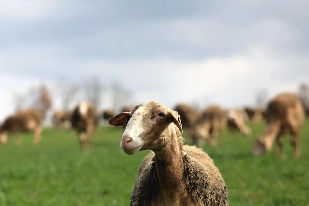 A ação envolvia quatro outras pessoas, entre donos das cabeças de gado e transportadores, mas o juiz entendeu que a culpa era exclusivamente do pastor
