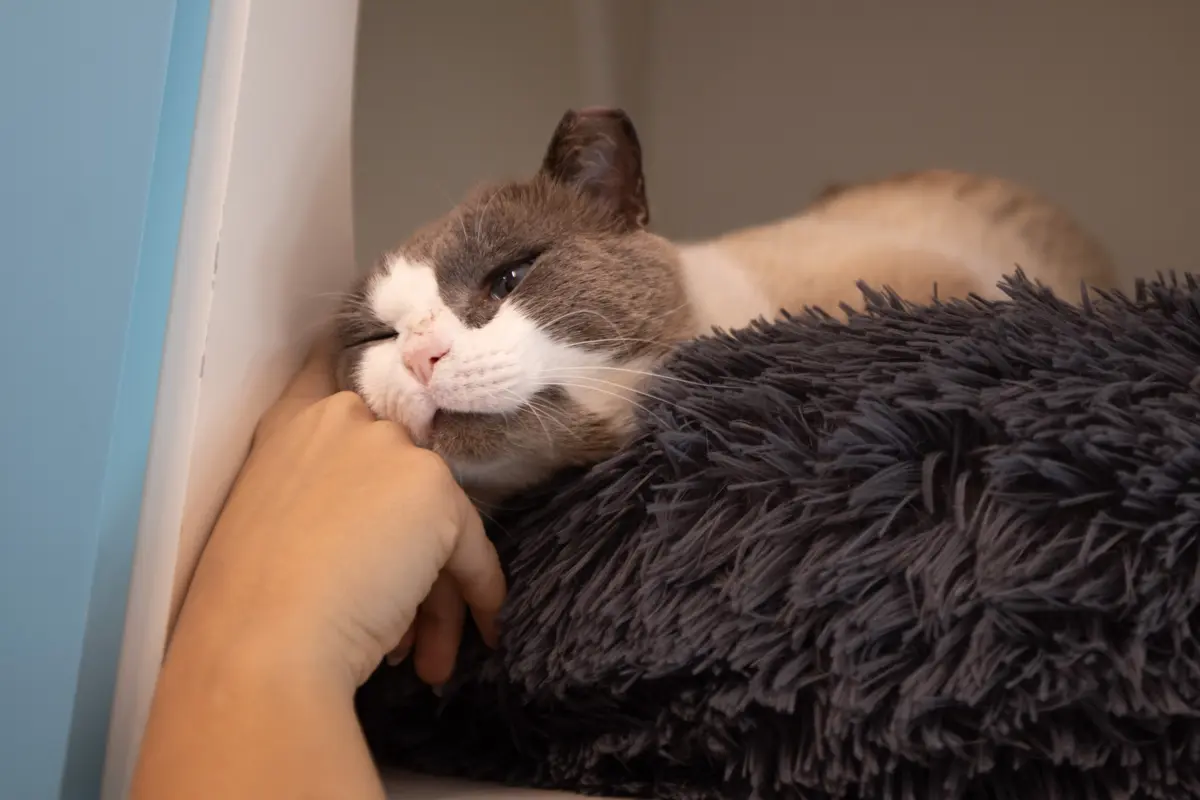 Descoberta pode levar a avanços clínicos que beneficiarão tanto gatos como seres humanos