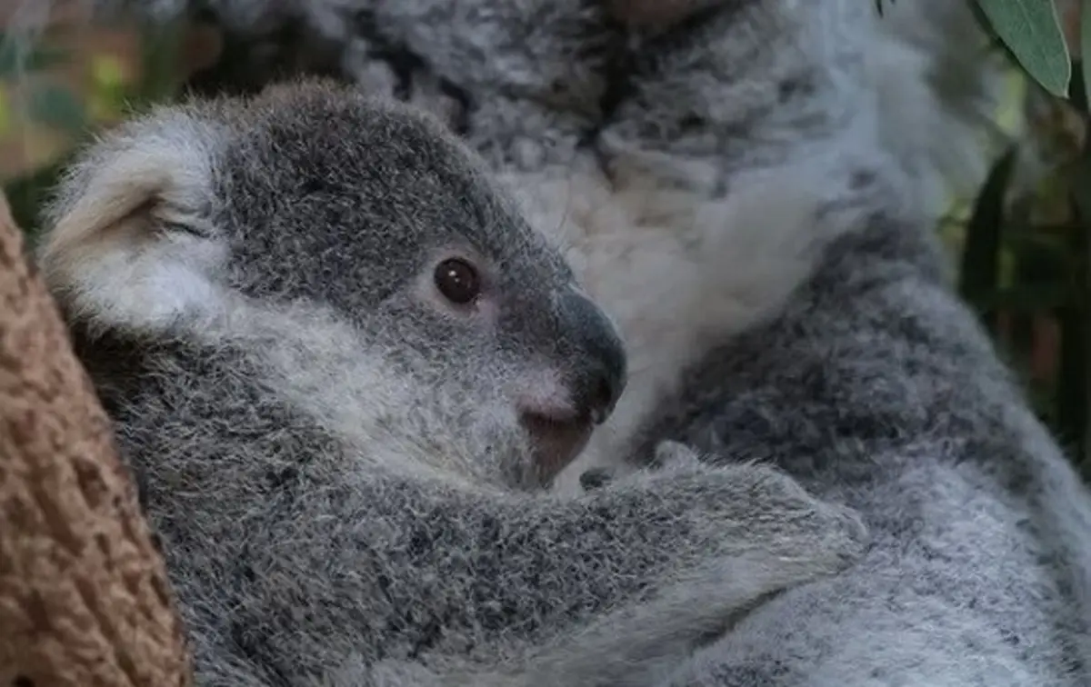 Nova cria de koala do Zoo de Lisboa