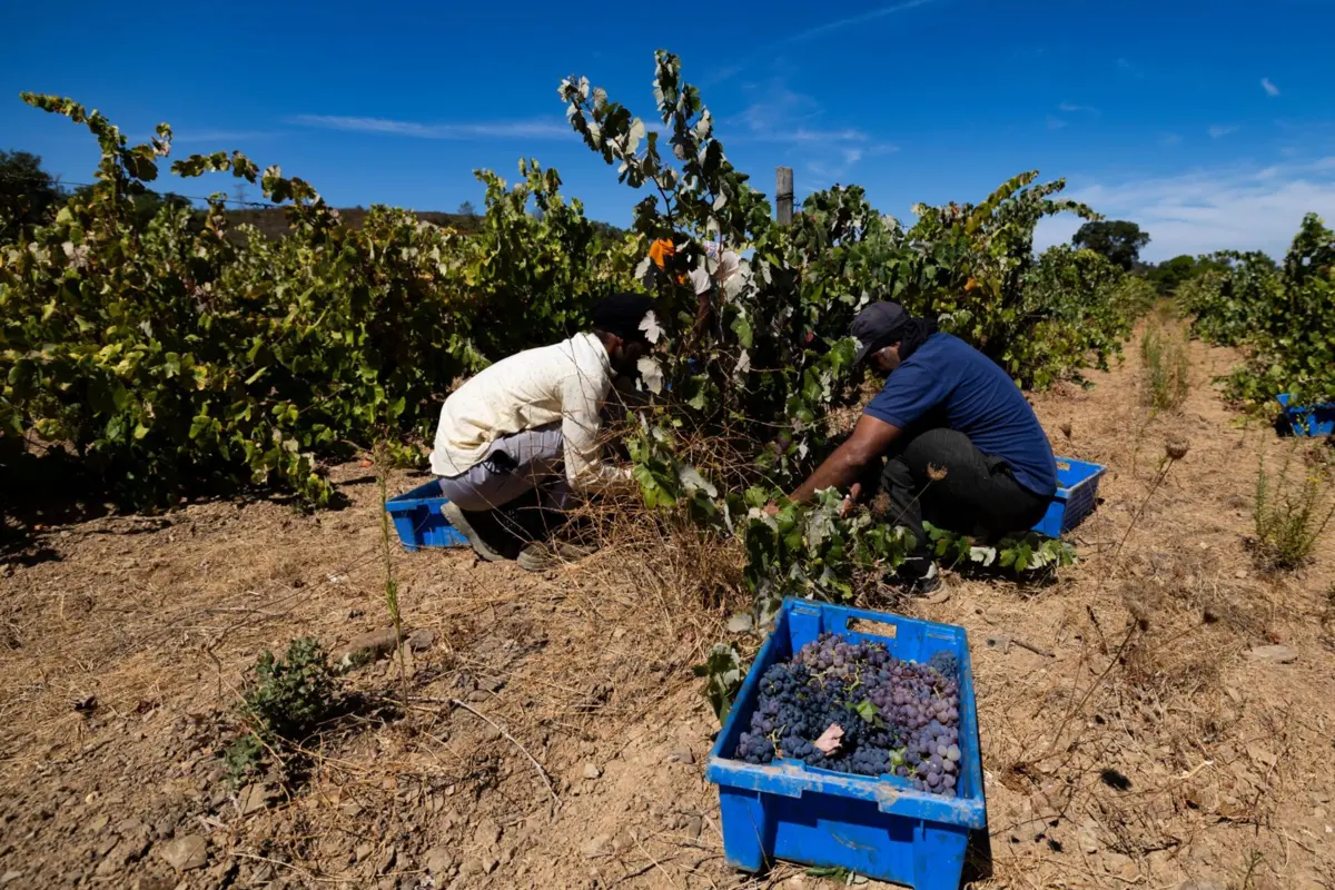Estrangeiros descontam cinco vezes mais do que recebem da Segurança Social