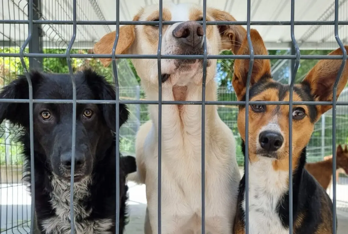 O centro de recolha oficial de Braga “está sobrelotado”