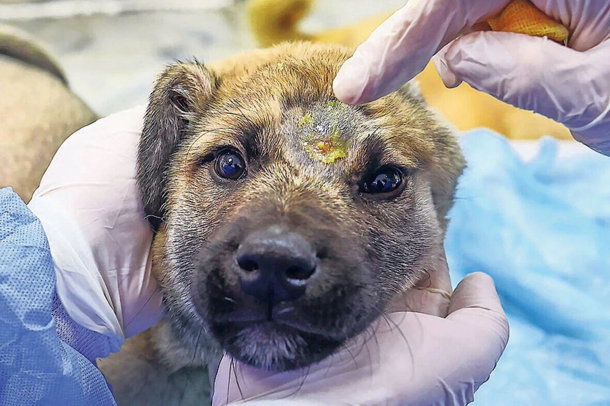 Imagem de contexto do artigo Veterinários portugueses são os mais afetados pelo stress em todo o Mundo
