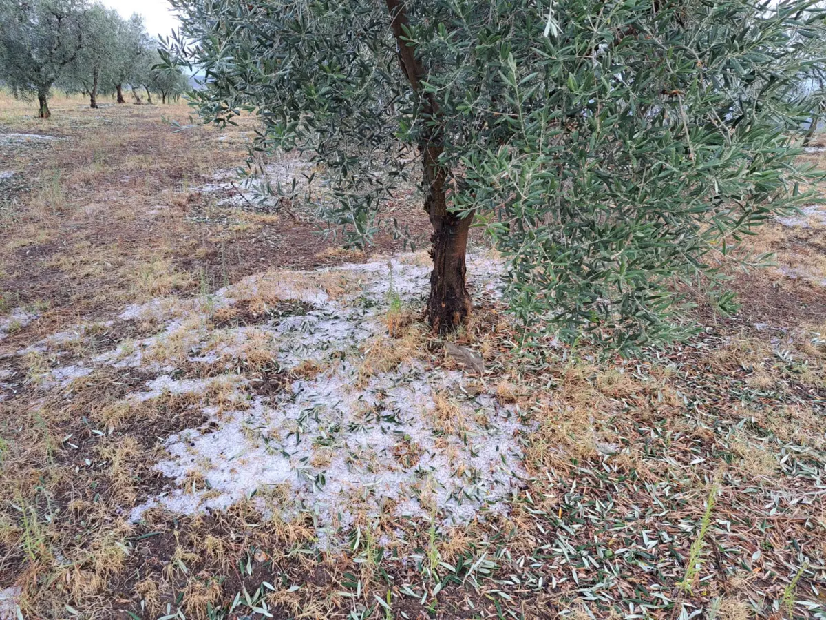 Imagem de contexto do artigo Granizo do tamanho de ovos destruiu culturas em Valpaços
