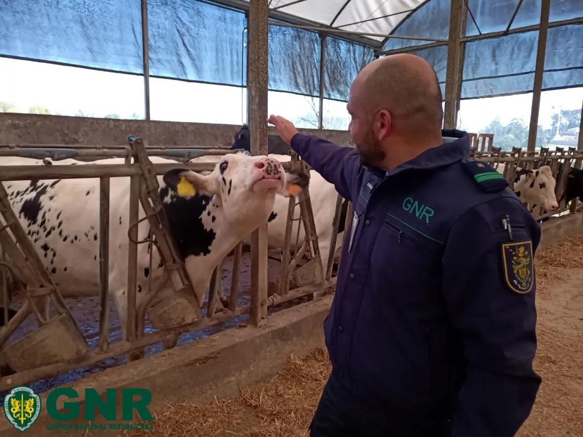 GNR fiscalizou 69 explorações pecuárias, no distrito do Porto