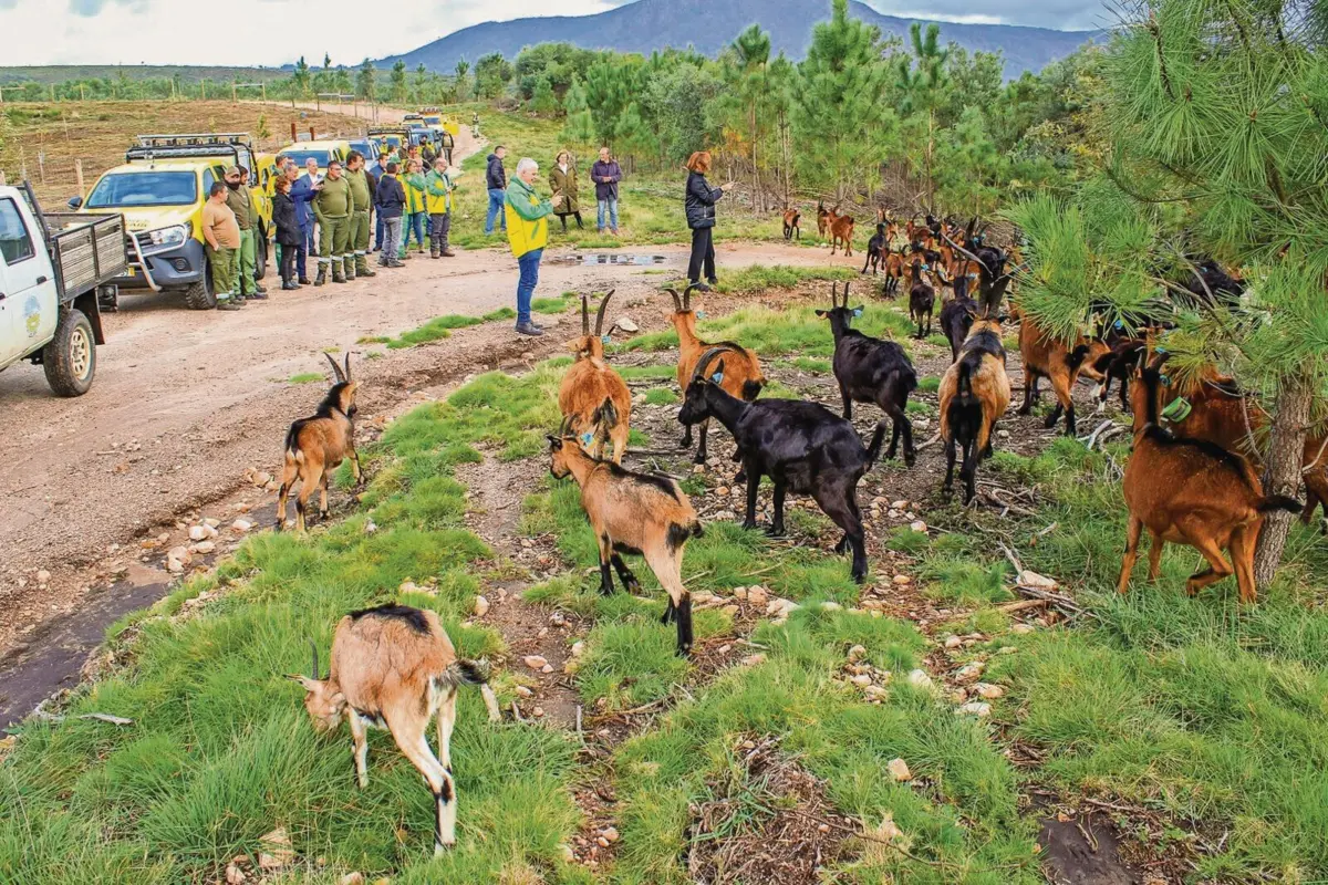 Animais comem a vegetação dos baldios