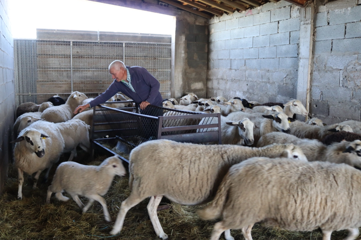 Alcino Antão, de Miranda do Douro, lamenta que ninguém saiba o valor das compensações pelos prejuízos