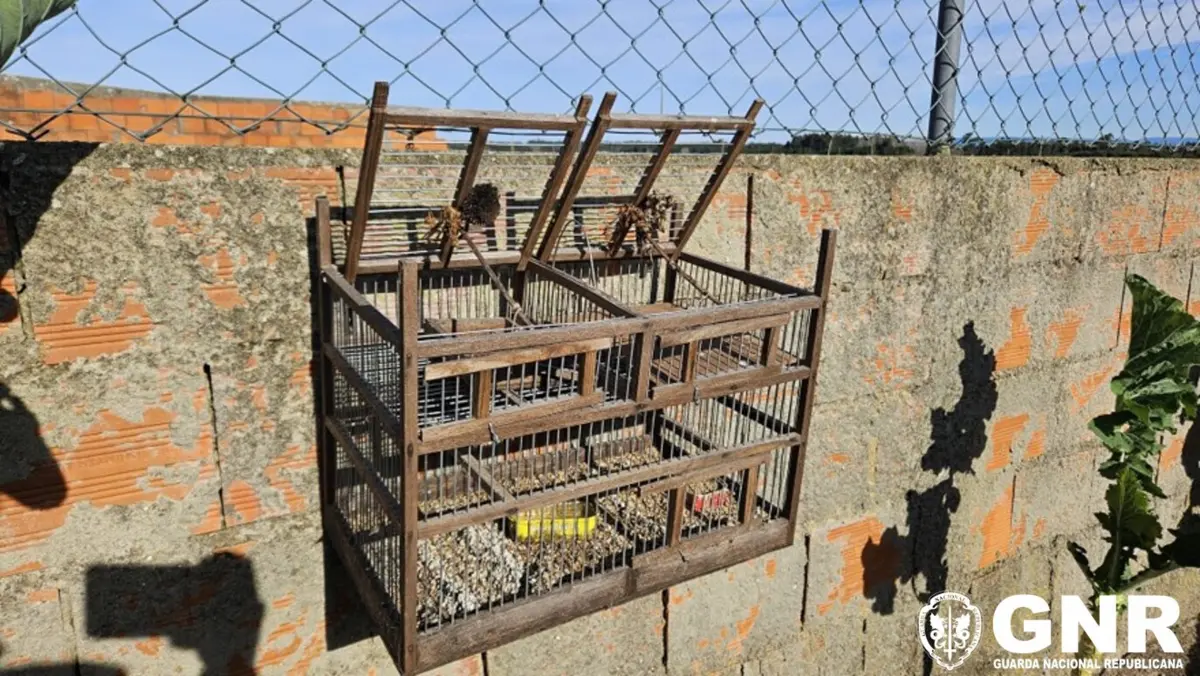 "Gaiolas alçapão" apreendidas pela GNR