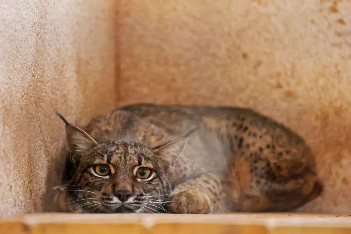 Imagem de contexto do artigo Linces "avós, mães e netas" espalham-se pela Península e quebram tabús há 15 anos