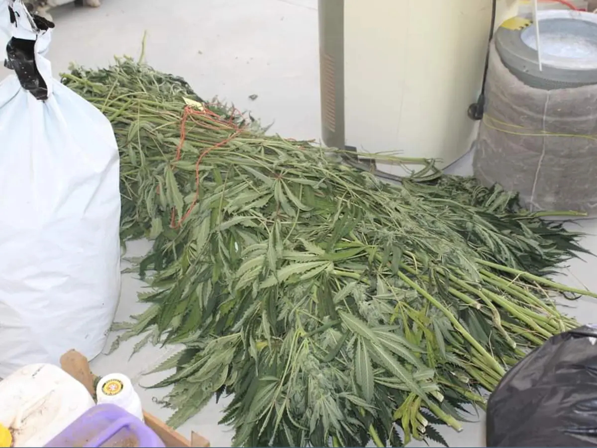 GNR apreendeu 192 plantas de canábis