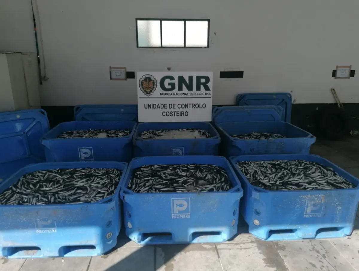 Imagem de contexto do artigo Apreendidas mais de cinco toneladas de biqueirão em Matosinhos