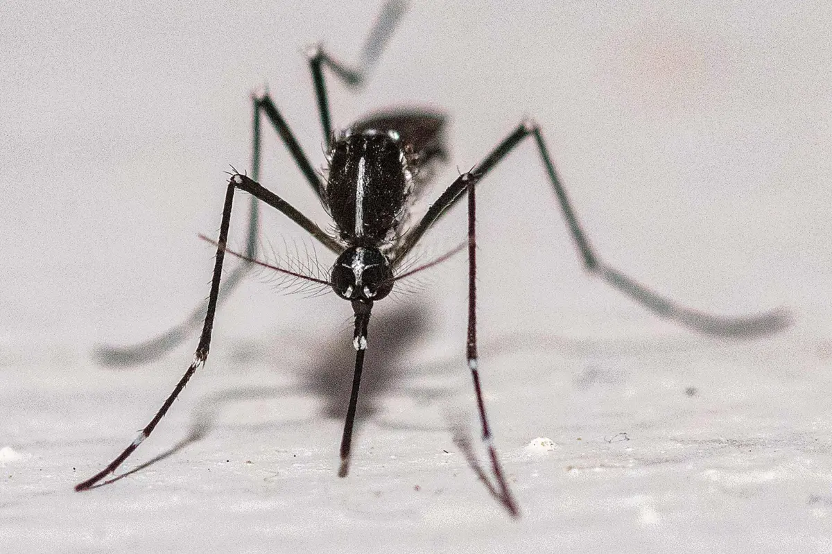 Mosquito Aedes albopictus está a circular em 20 concelhos de Portugal