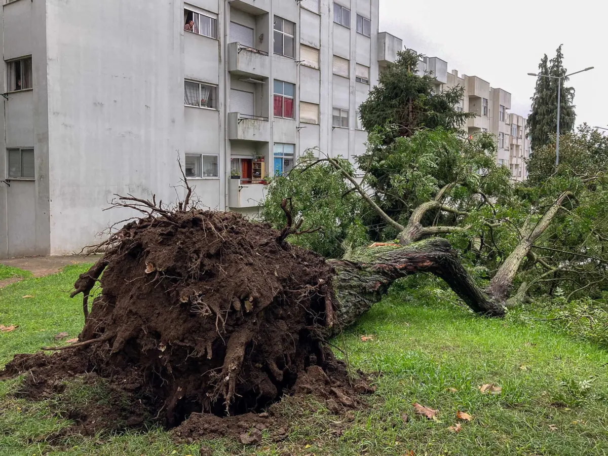 Árvore de grande porte caiu em Braga