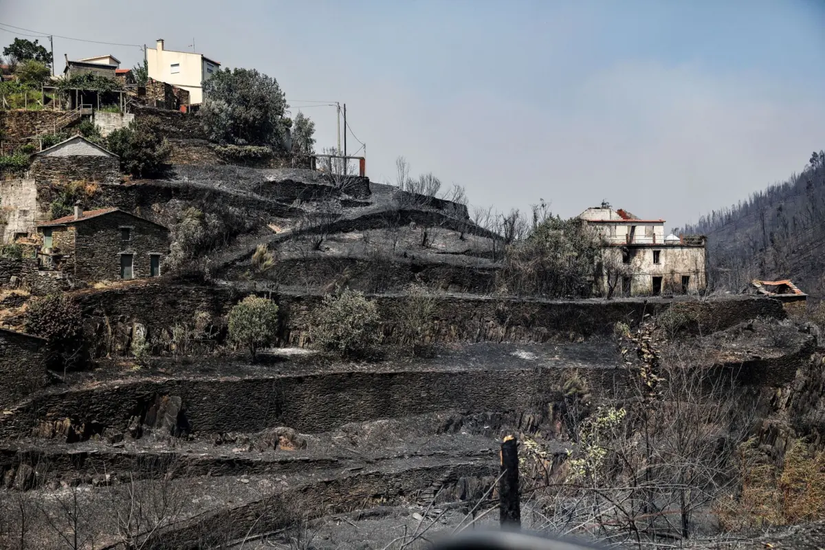 Neste ano já arderam cerca de 250 mil hectares