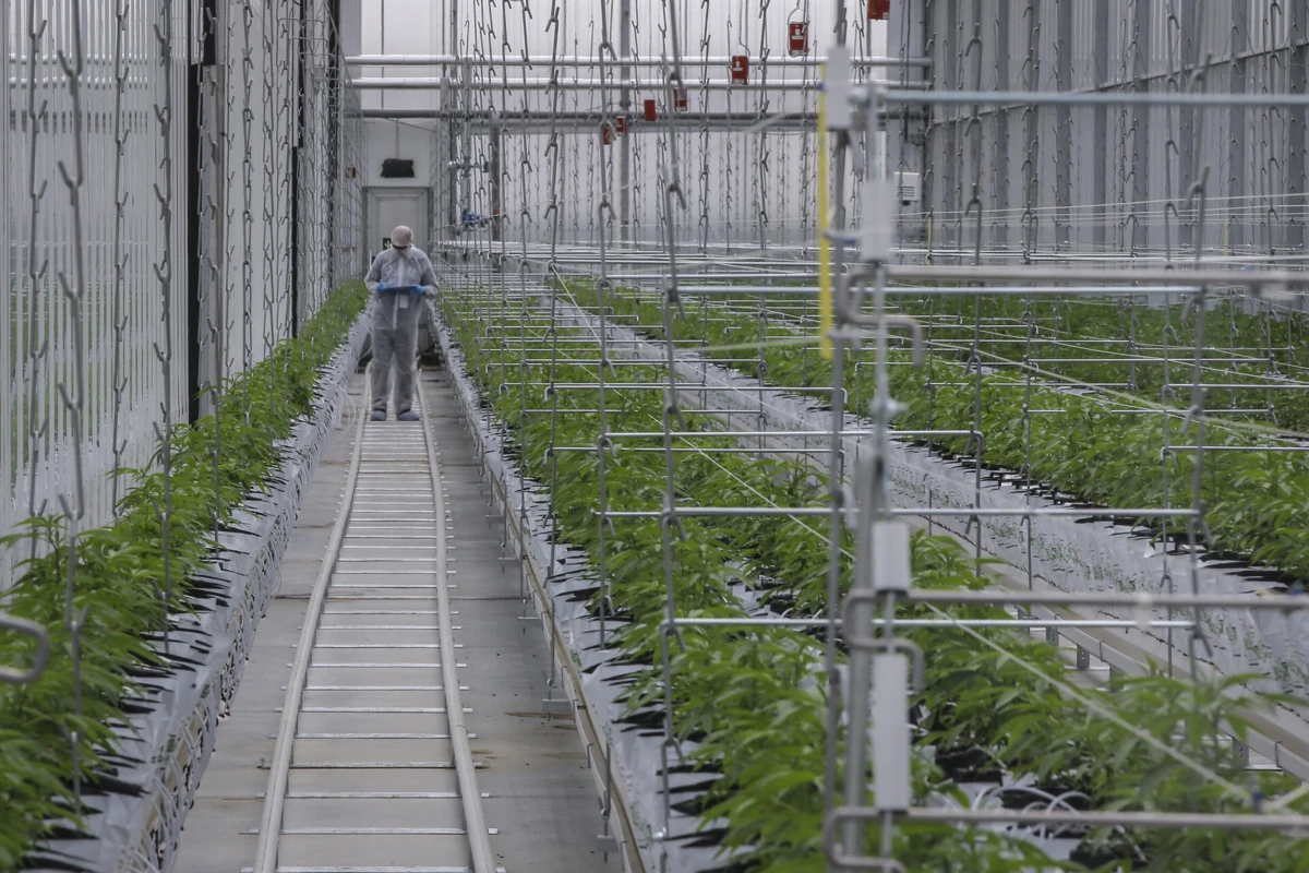 A primeira autorização para cultivo e exportação de canábis foi atribuída no final de 2017 à empresa Tilray