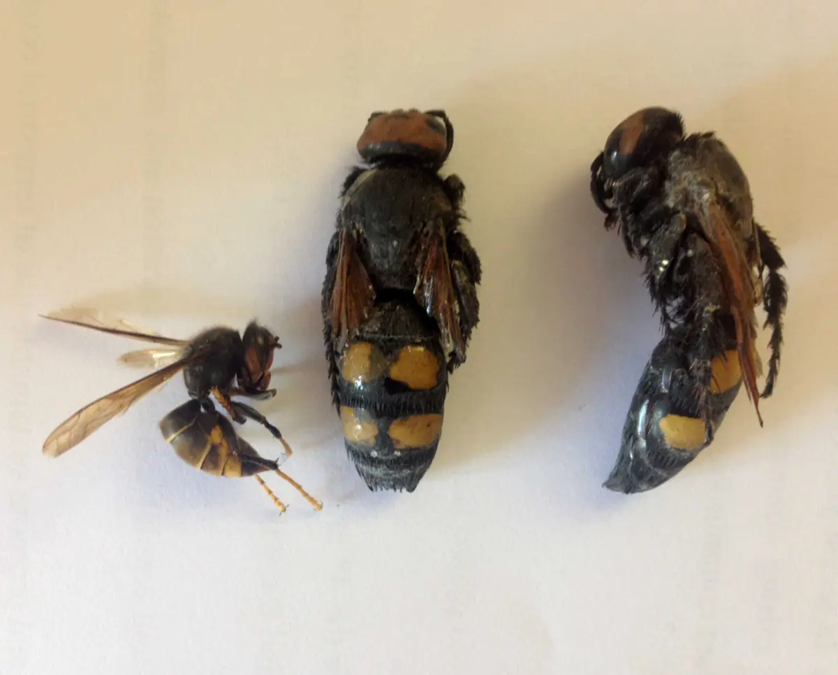 Vespa asiática está a destruir colmeias no distrito da Guarda