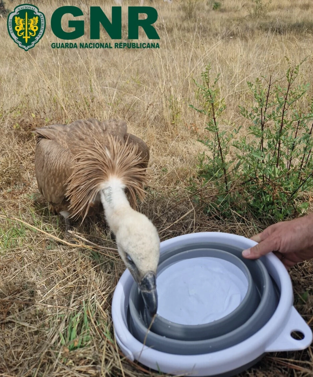 GNR recuperou grifo em Miranda do Douro