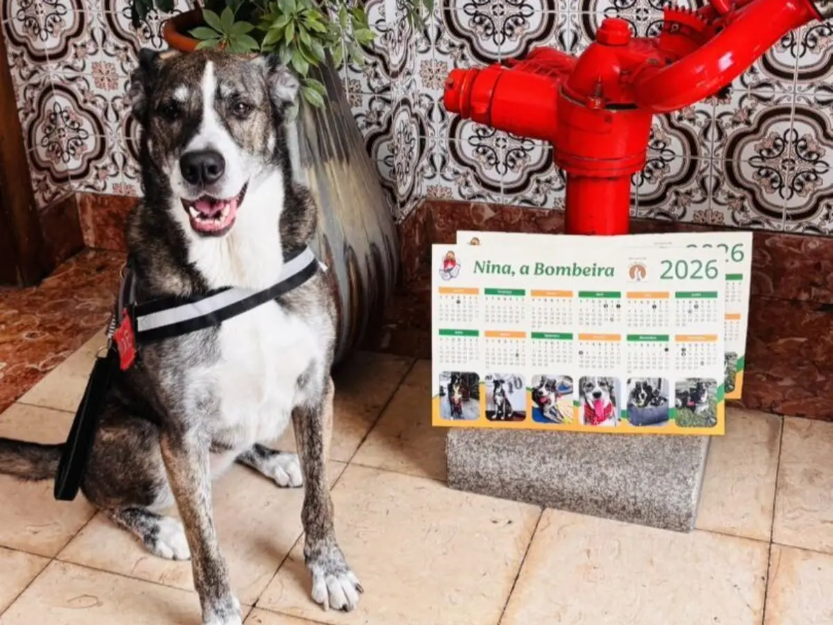 A Nina foi adotada pelos Bombeiros Voluntários de Viana do Castelo em 2015