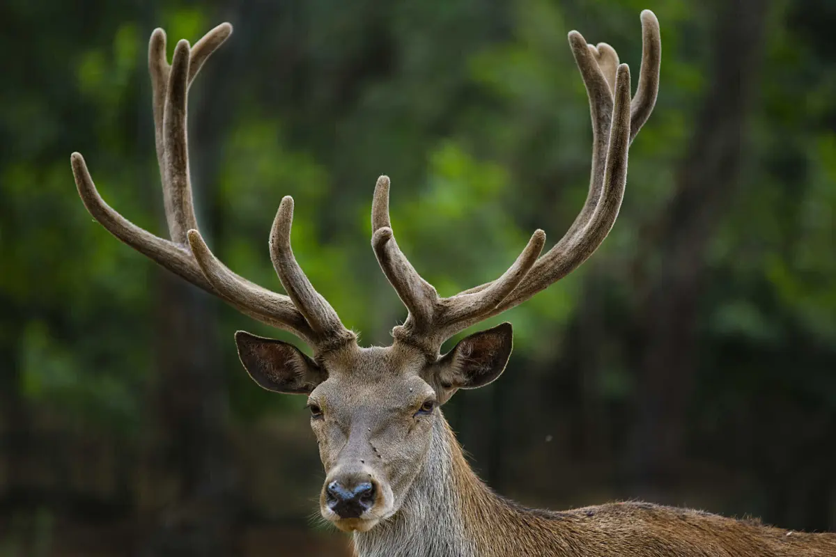 A área “tem servido quase como maternidade” para veados e corços