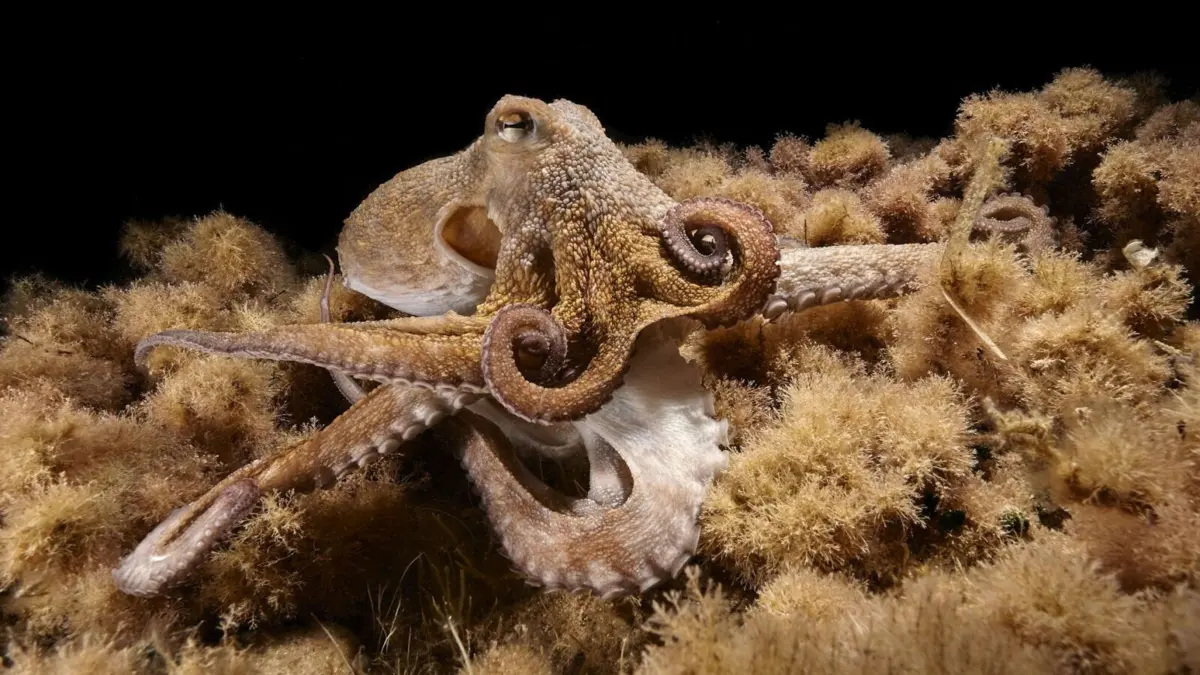 O caso do polvo Salvador abre novos caminhos de investigação sobre a neurogénese em apêndices regenerados
