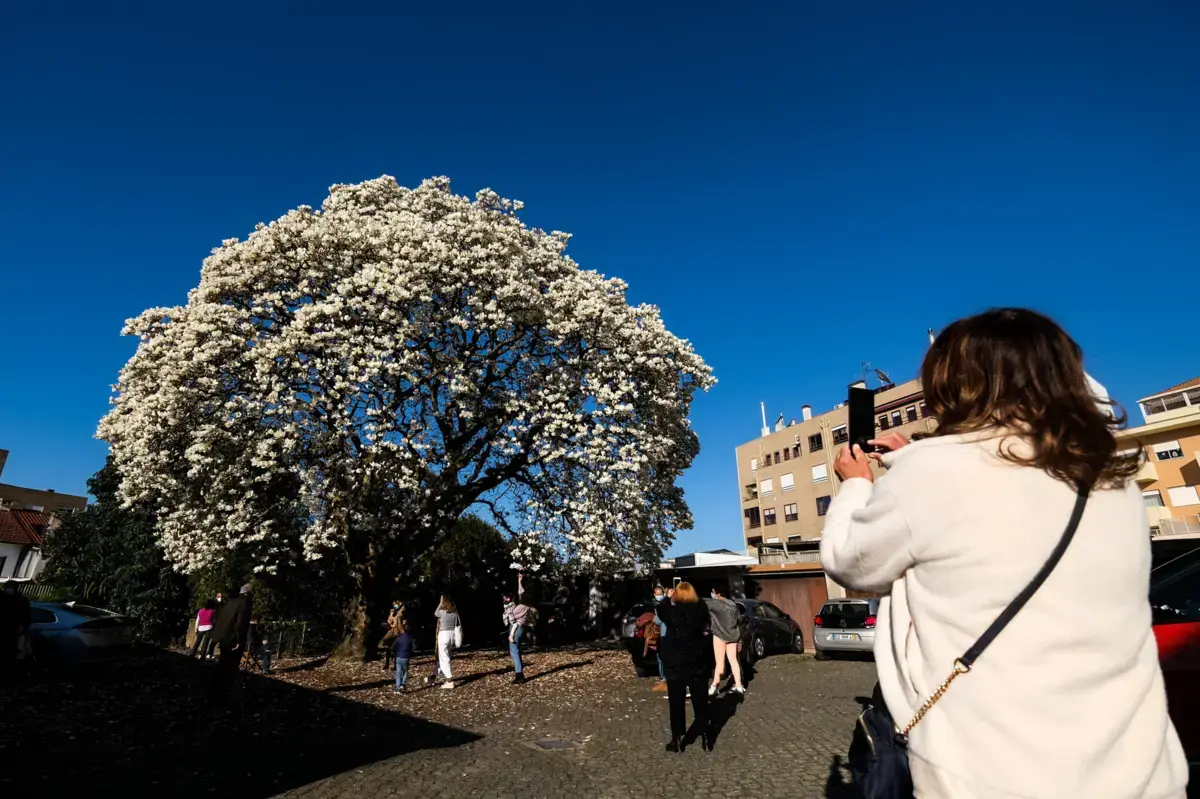 Magnólia fica terá perímetro de proteção de 15 metros