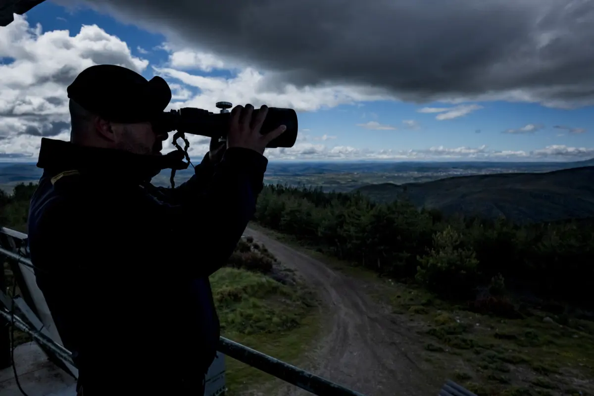 Imagem de contexto do artigo Oito horas por dia com os olhos na floresta