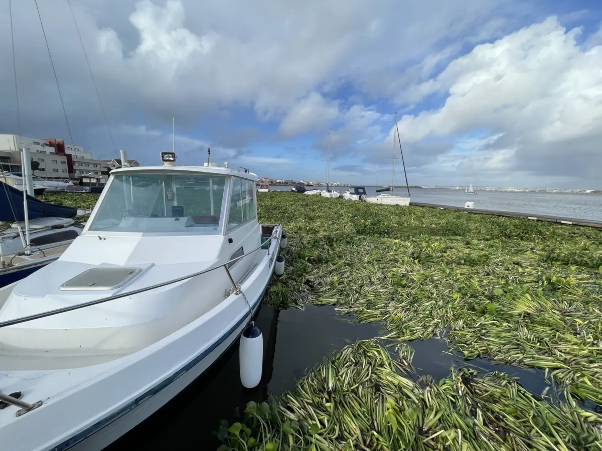Com as primeiras chuvas, os jacintos foram soltos e flutuaram e esse lixo orgânico foi arrastado pela maré e pelos ventos