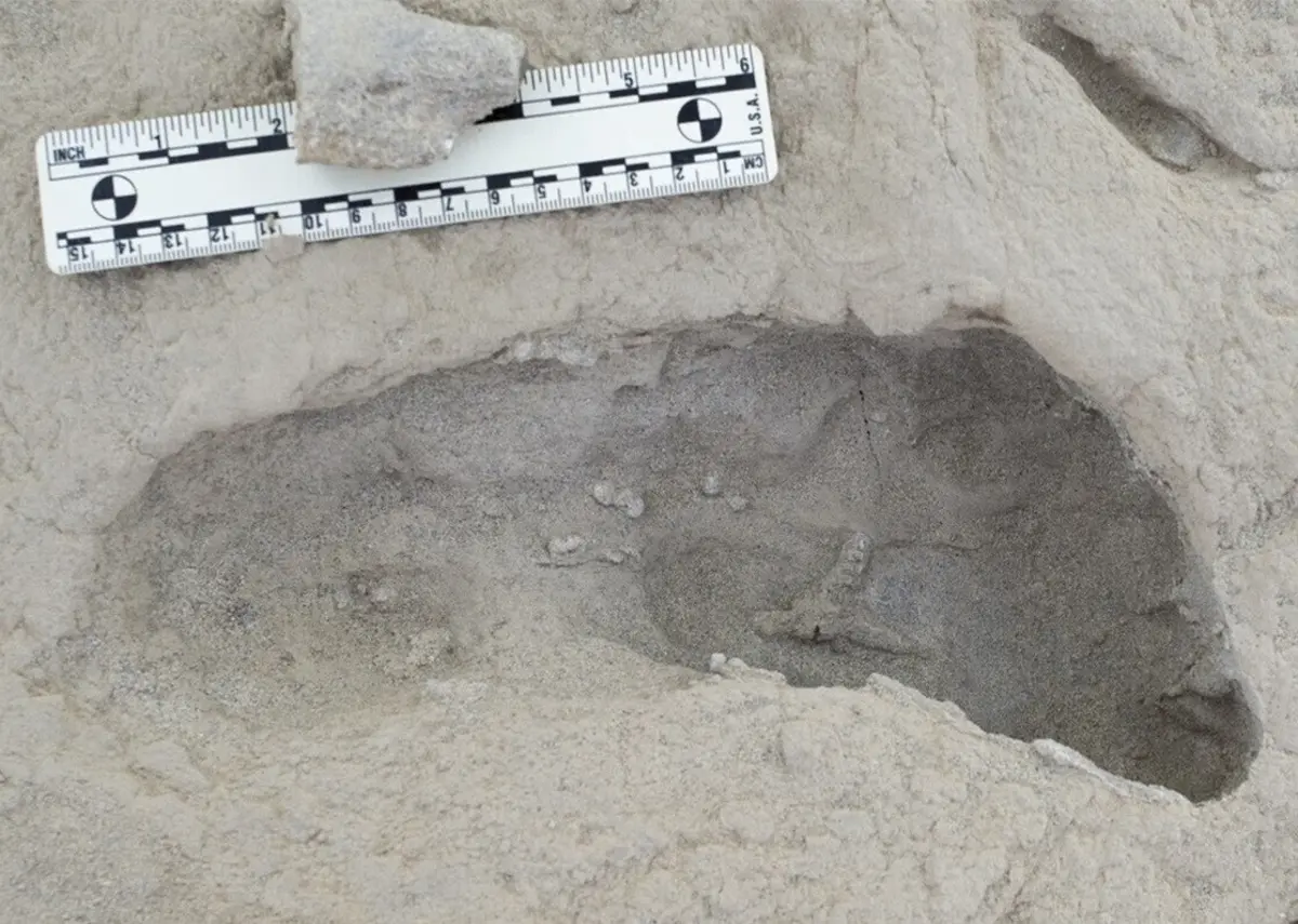 O achado representa "provas concretas de que diferentes espécies de homininos viveram contemporaneamente no tempo e no espaço, enquanto escapavam de predadores e enfrentavam desafios para garantir alimentos com segurança na antig