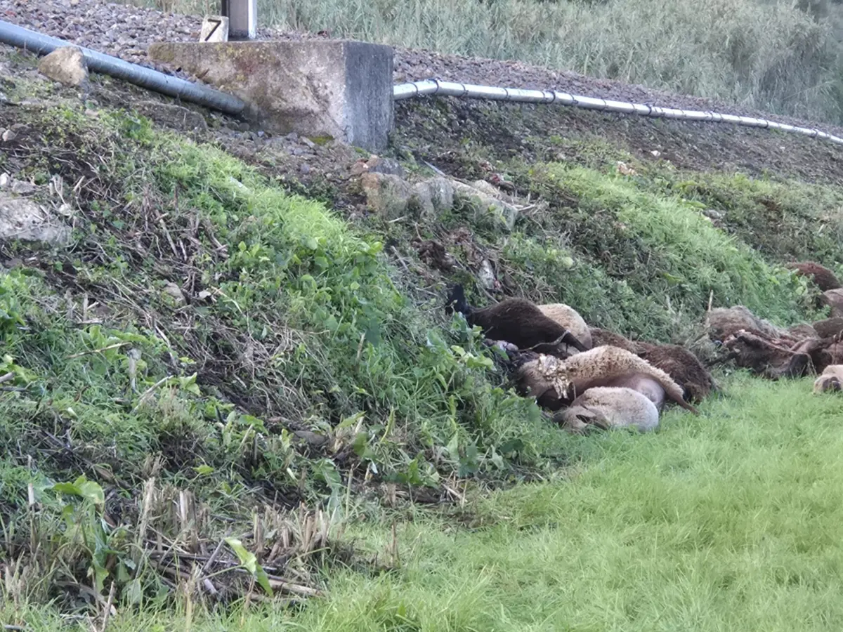 Imagem de contexto do artigo Comboio regional atropelou e matou 100 ovelhas em Montemor-o-Velho