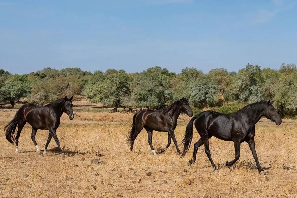 Instrutor de equitação é suspeito de abusar sexualmente de dois rapazes, de 11 e 14 anos