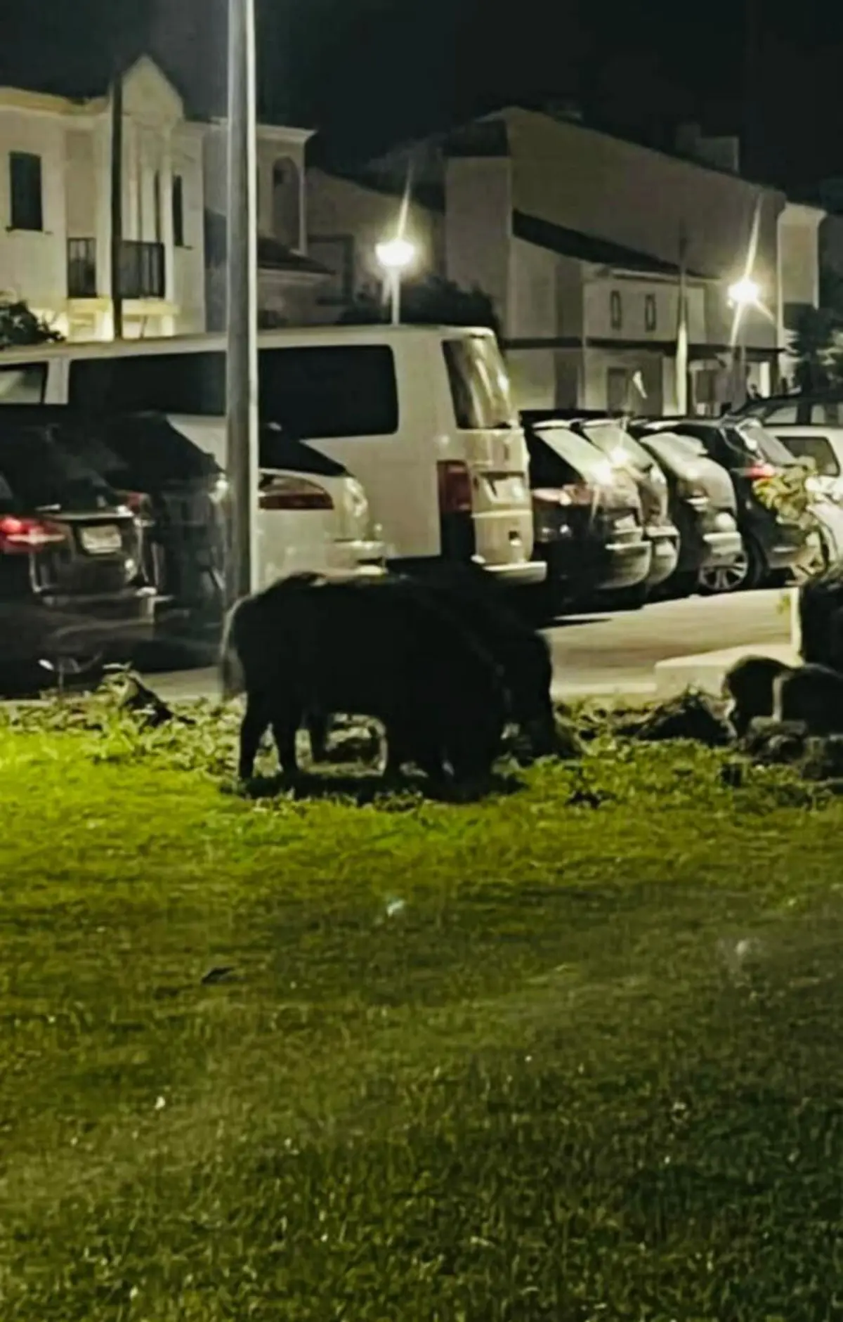 Javalis invadem as ruas da cidade durante a noite