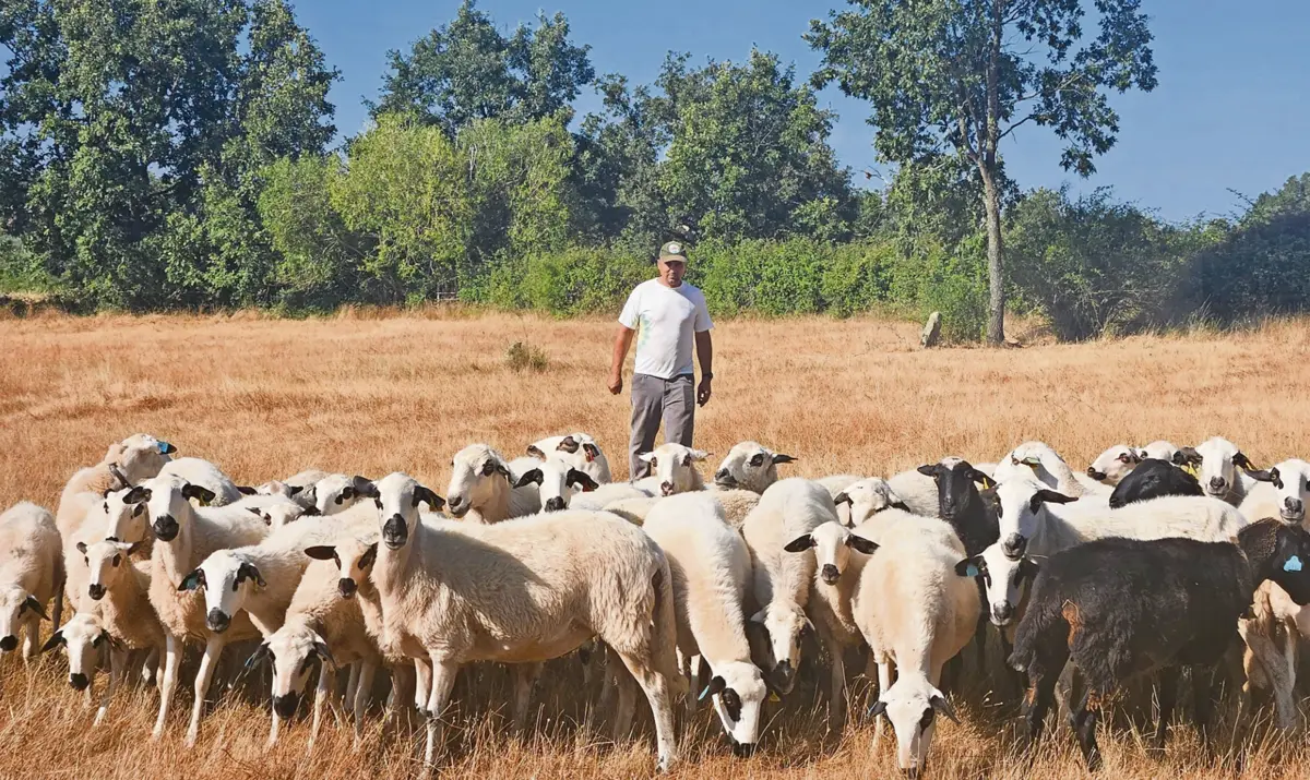 Leonel tenta recuperar o ânimo junto do rebanho, depois de ter perdido dez ovelhas na aldeia de Malhadas, Miranda do Douro