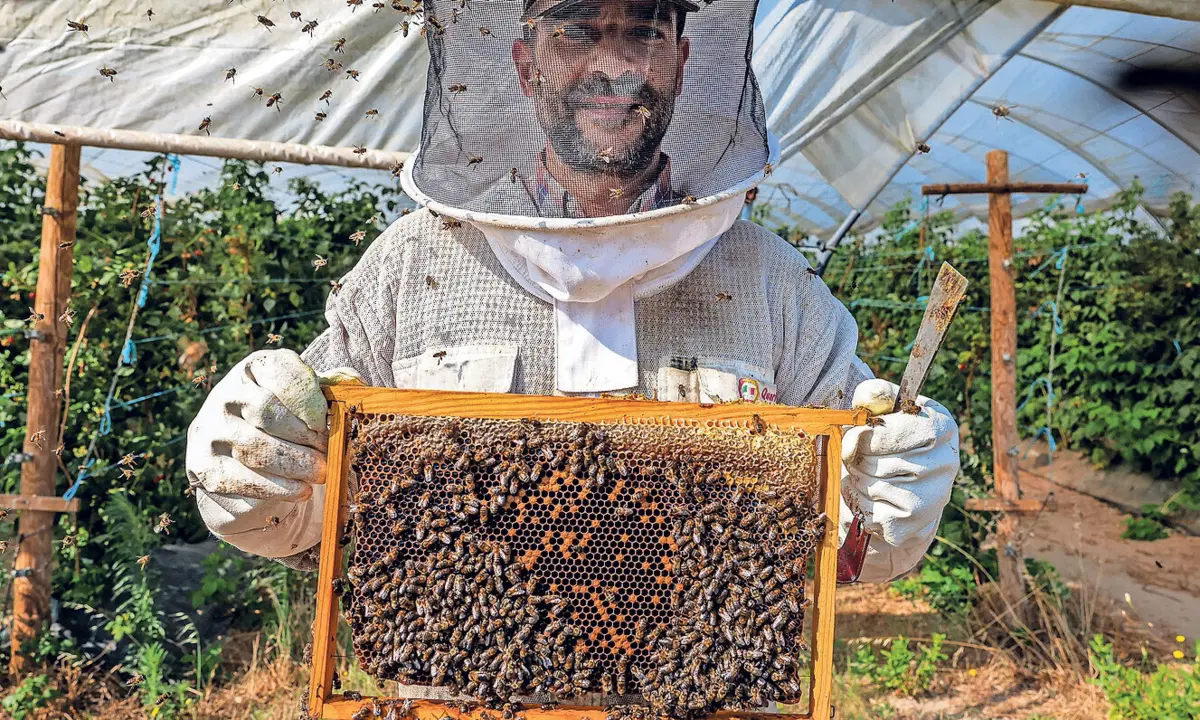 Imagem de contexto do artigo Aumenta procura por abelhas para polinizar culturas agrícolas