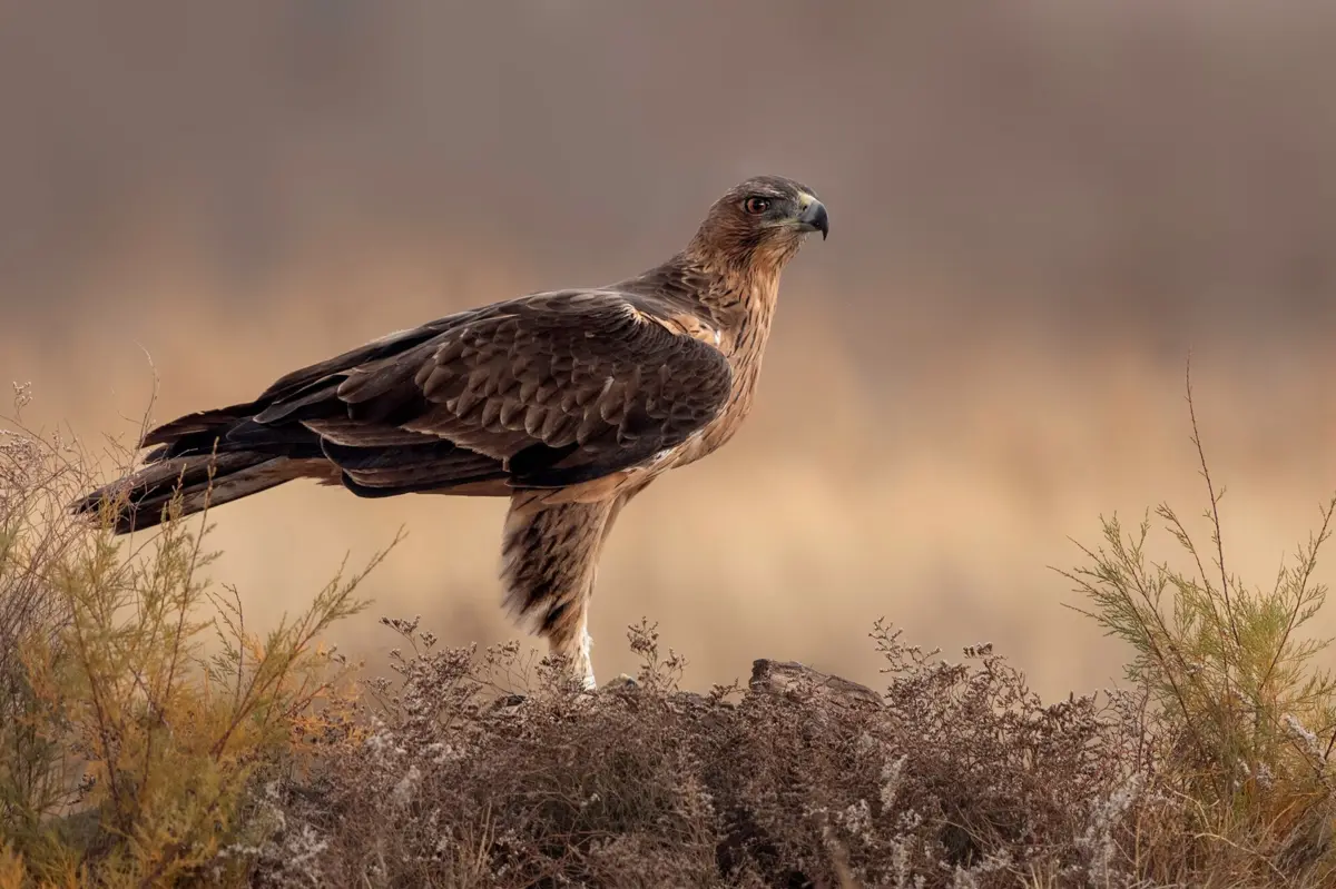 Imagem de contexto do artigo Uma em cada três populações de aves portuguesas está ameaçada de extinção