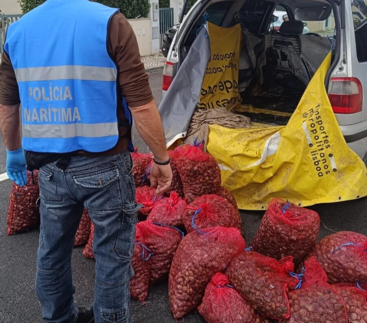 Por ainda se encontrar viva, a amêijoa japónica foi devolvida ao seu habitat natural