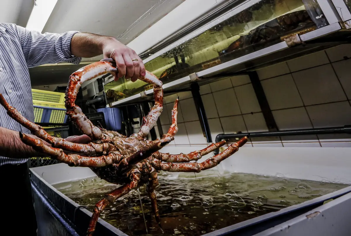 Dúvida desfeita: as santolas de Fábio Coentrão foram pescadas na costa portuguesa