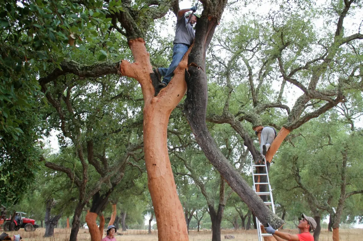 Imagem de contexto do artigo Seguradora ilibada em queda de sobreiro porque tirador de cortiça não usou corda e arnês
