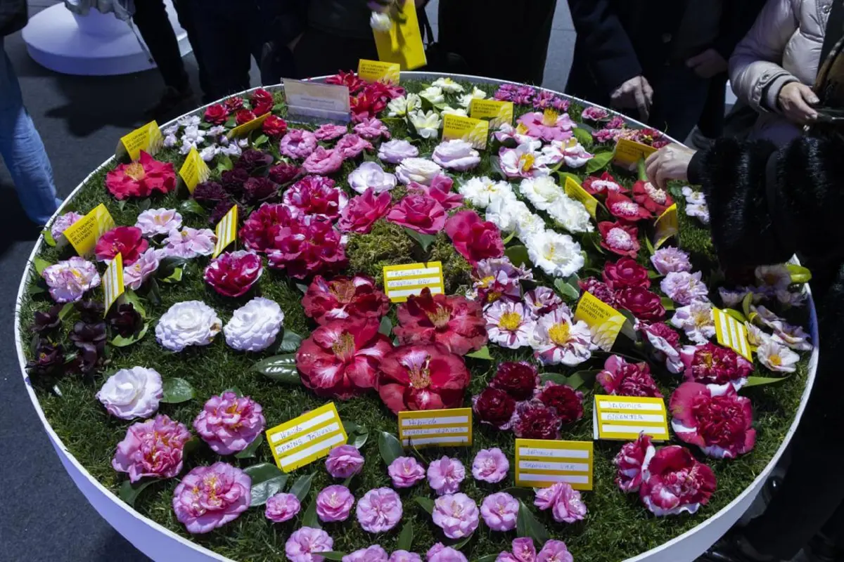 Exposição de Camélias vai reunir dezenas de entusiastas de flores
