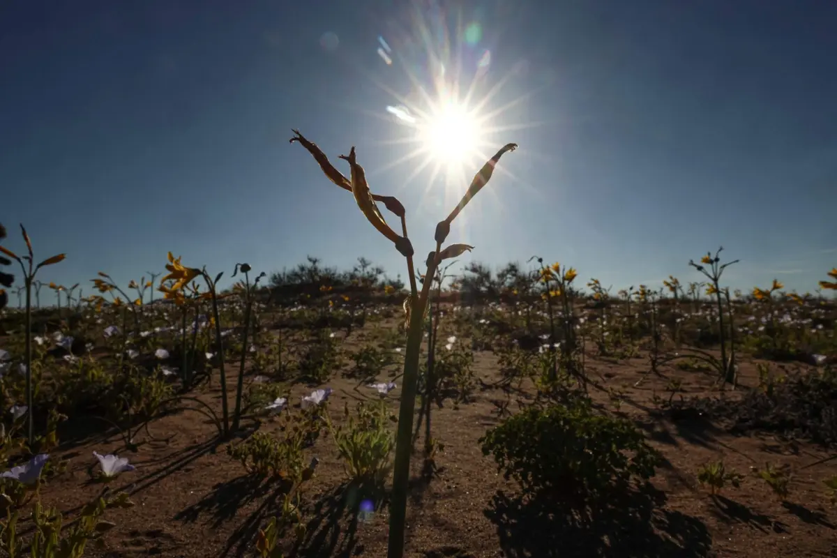 Deserto do Atacama, no Chile