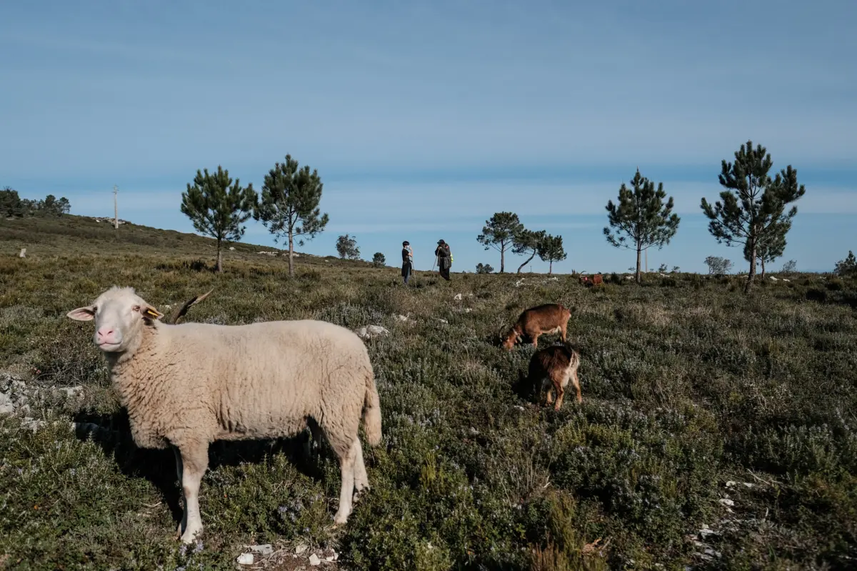 Pastores estão a desfazer-se dos animais porque não têm forma de os alimentar
