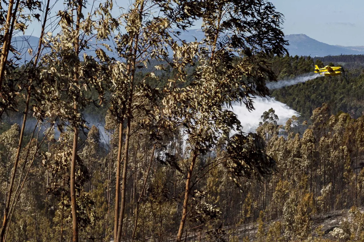 Imagem de contexto do artigo Ano de 2023 com menos 27% de fogos rurais e menos 70% de área ardida