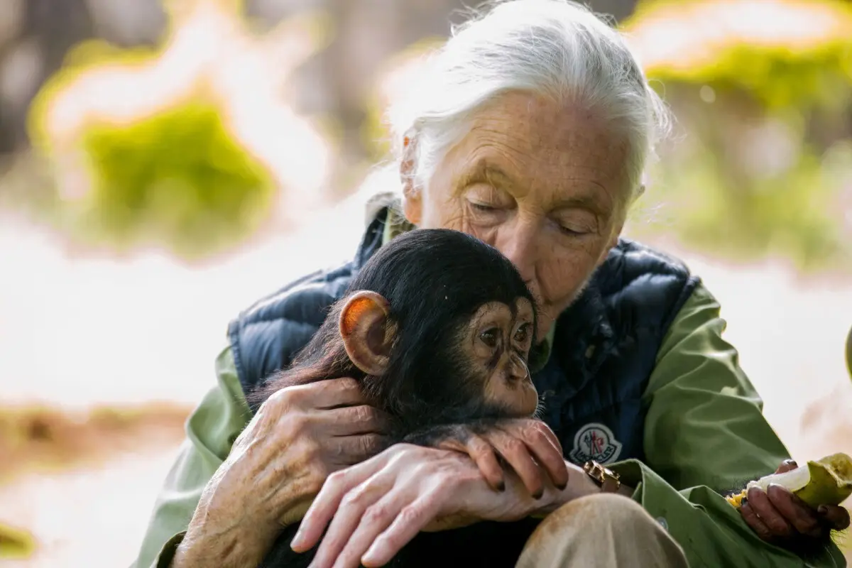 A ambientalista e cientista britânica Jane Goodall