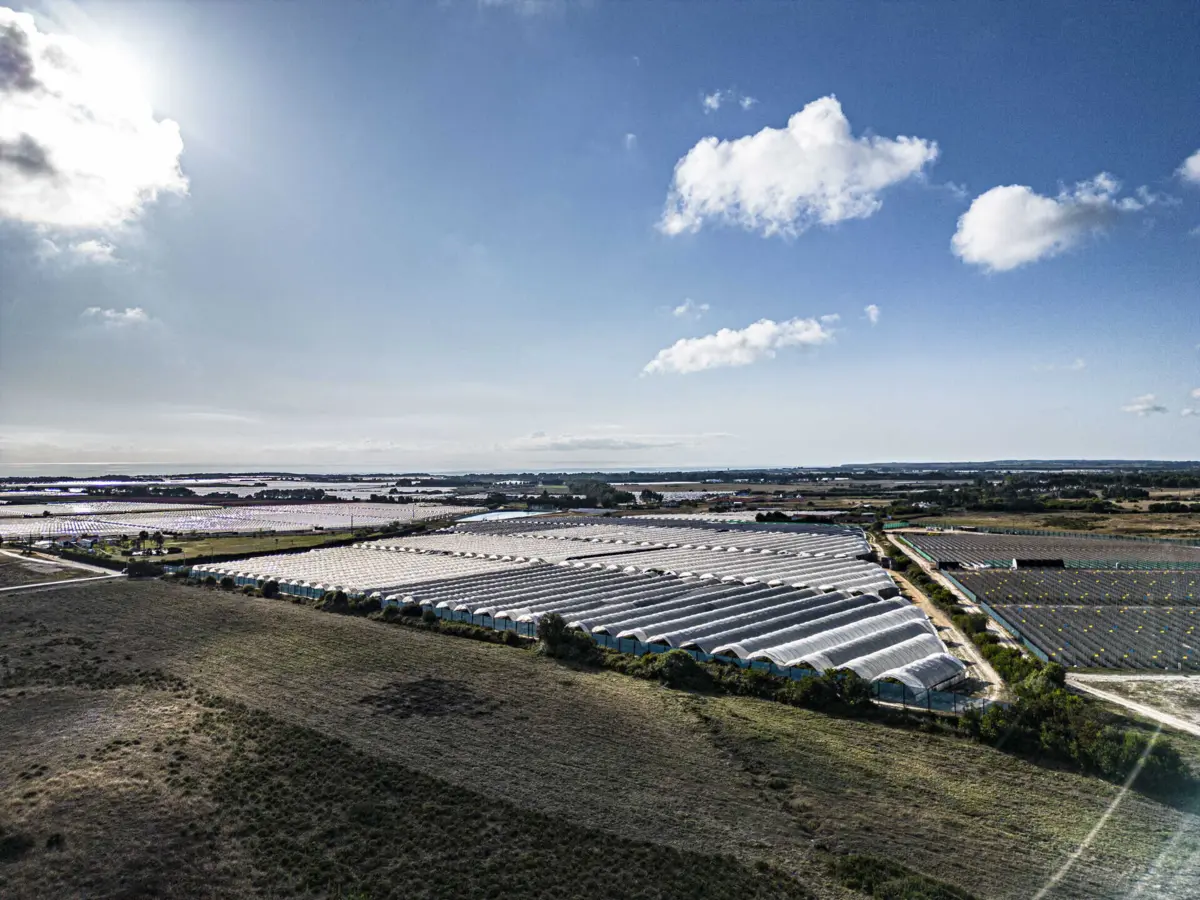 Imagem de contexto do artigo "Concretizar promessas": produtores de pequenos frutos escrevem carta ao futuro primeiro-ministro