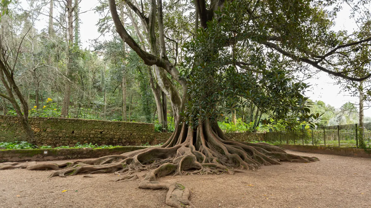 A Figueira da Austrália faz parte do património vivo dos Jardins da Quinta das Lágrimas