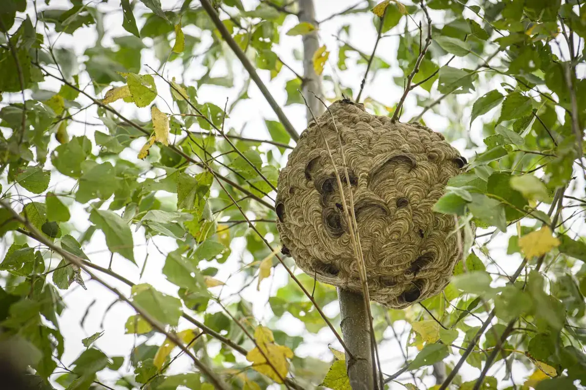 Só em Campanhã houve 115 intervenções