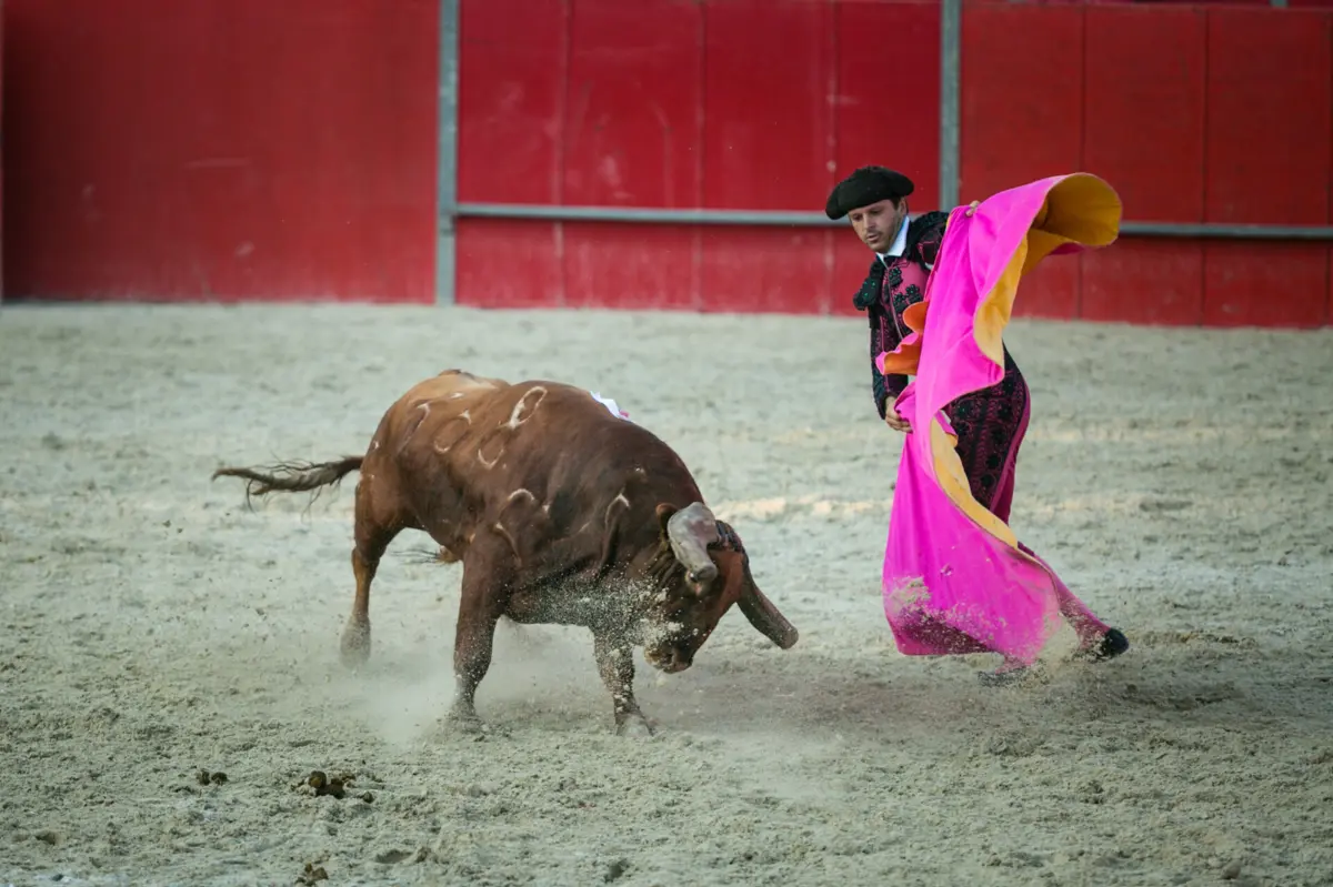 Senado francês trava proibição de menores de 16 anos em touradas