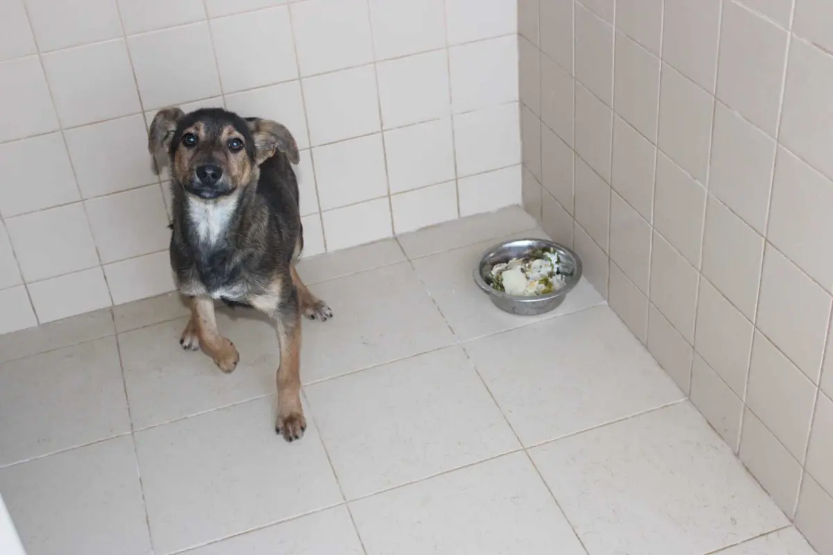 A primeira edição do "Natal dos Animais" aconteceu em 2023