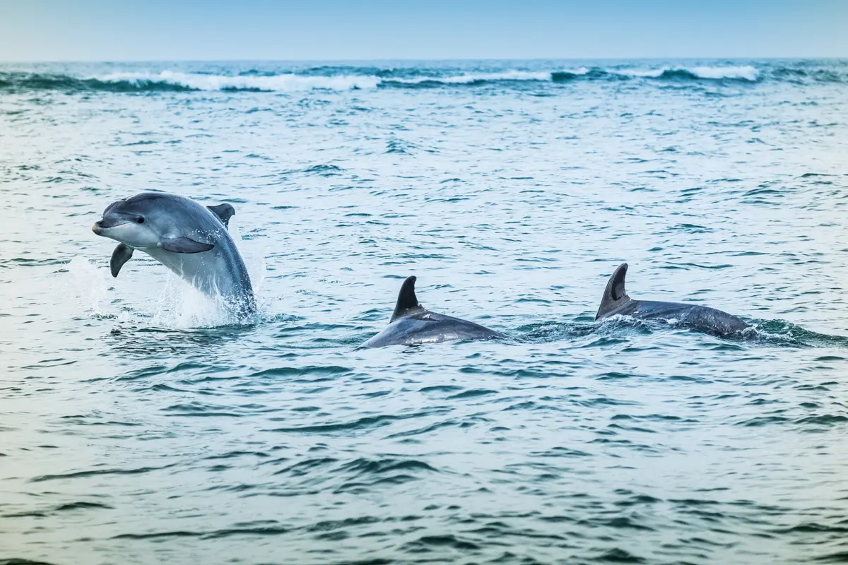 Golfinhos no rio Sado